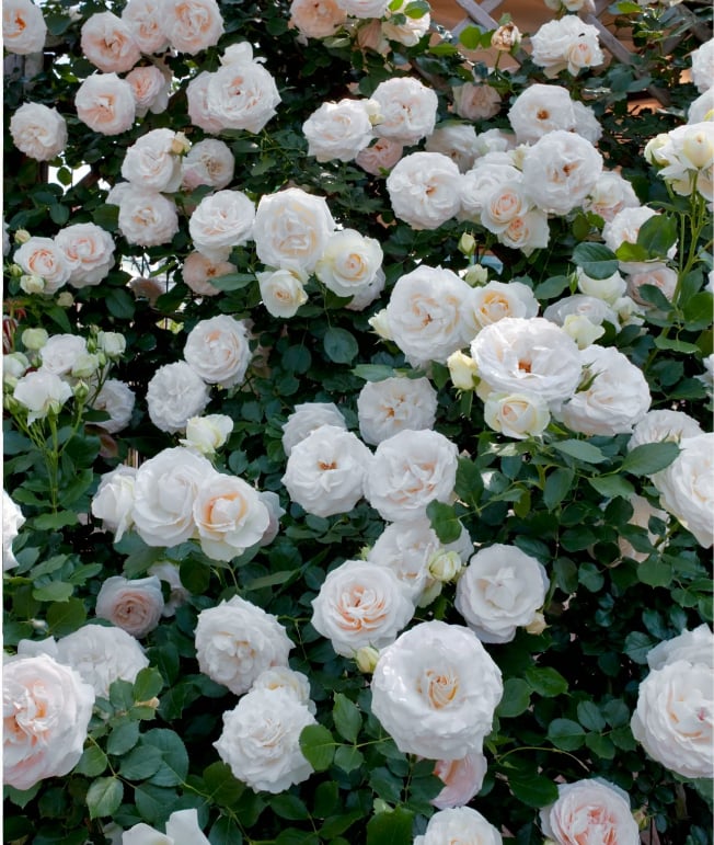 🔥Last Day 49% OFF🌺Climbing Rose Seeds