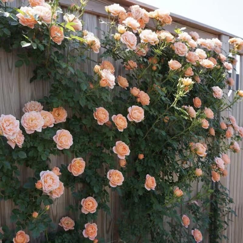 🔥Last Day 49% OFF🌺Climbing Rose Seeds