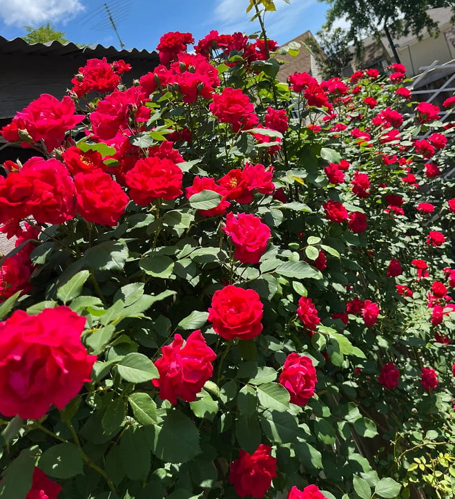 🔥Last Day 49% OFF🌺Climbing Rose Seeds