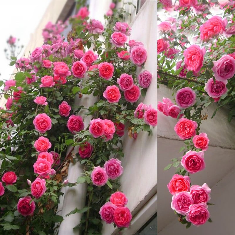 🔥Last Day 49% OFF🌺Climbing Rose Seeds