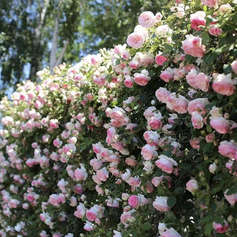 🔥Last Day 49% OFF🌺Climbing Rose Seeds