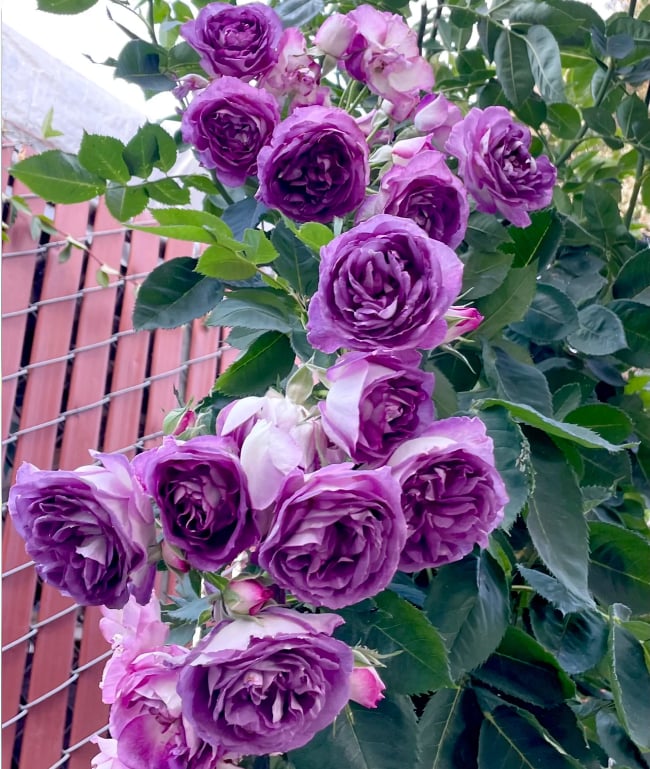 🔥Last Day 49% OFF🌺Climbing Rose Seeds